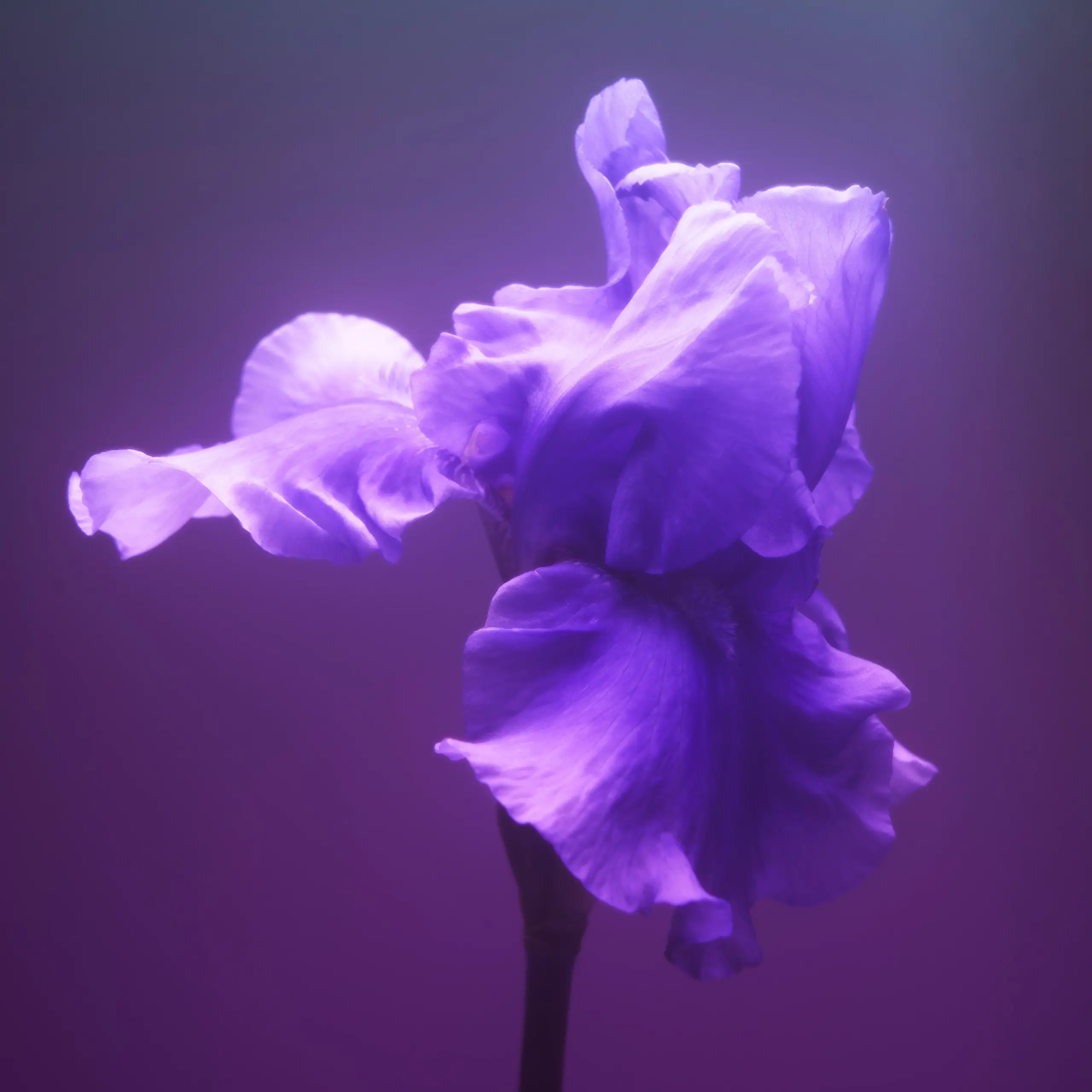 GC_03